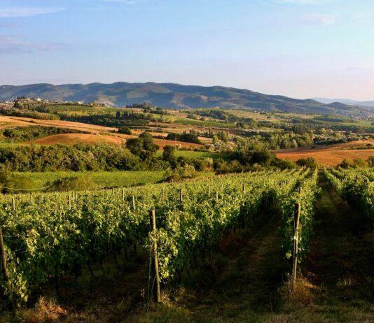 Vino, vendemmia: clima brucia il 9% del raccolto, bene la qualità