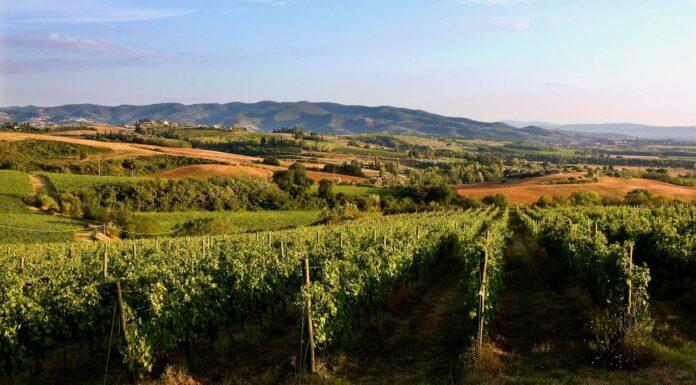 Vino, vendemmia: clima brucia il 9% del raccolto, bene la qualità