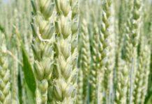 Cereali e dintorni. La vicenda Evergrande mette in tensione i mercati