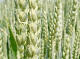 Cereali e dintorni. Un momentaccio, preludio di liti.