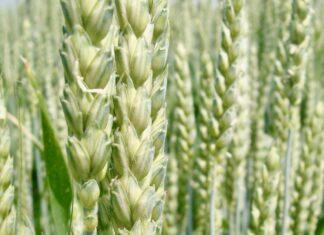 Cereali e dintorni. La vicenda Evergrande mette in tensione i mercati