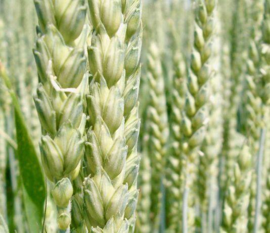 Cereali e dintorni. Un momentaccio, preludio di liti.
