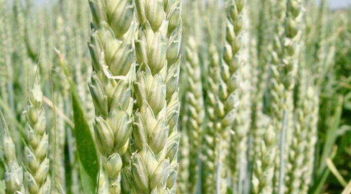 Cereali e dintorni. Regna confusione sul mais.