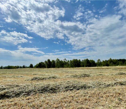 Cereali e dintorni. Flessione per soia e mais.