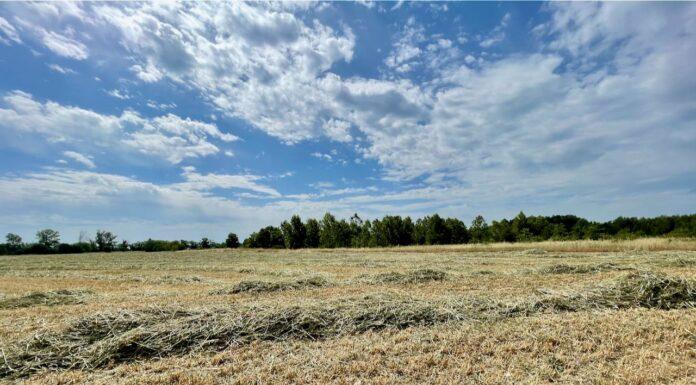 Cereali e dintorni. Flessione per soia e mais.