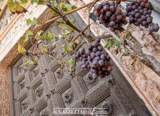 VINO, Gallinella (M5S): sostenibilità e fondo di mutualizzazione per supportare rilancio post pandemia