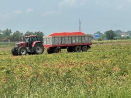 Batterio killer del pomodoro da industria