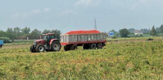 Batterio killer del pomodoro da industria