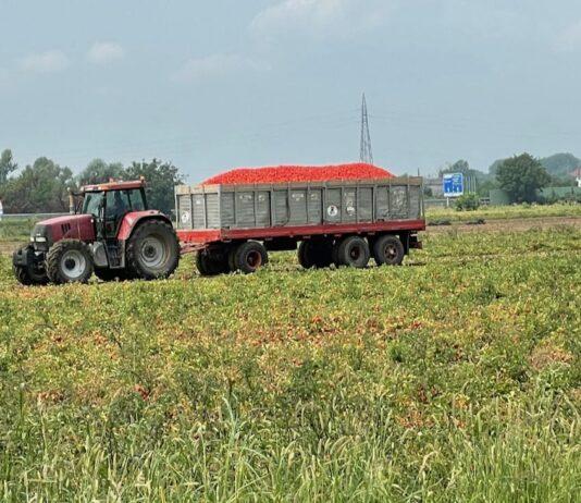Batterio killer del pomodoro da industria
