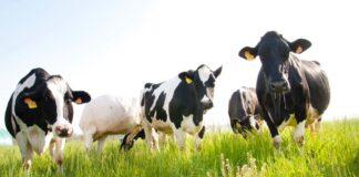 Lattiero Caseario: Arresto delle due DOP principali