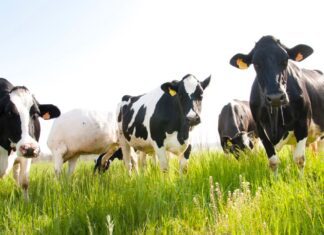 Lattiero Caseario: Arresto delle due DOP principali