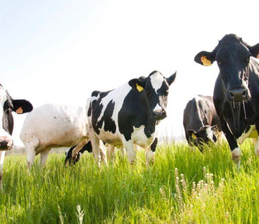 Lattiero Caseario: Arresto delle due DOP principali