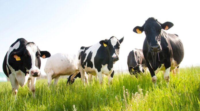 Lattiero Caseario: Arresto delle due DOP principali
