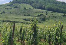 Agricoltura. Aumentano i vigneti in Emilia-Romagna, autorizzati dalla Regione oltre 520 nuovi ettari coltivati e accolte quasi 3mila domande