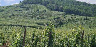 Agricoltura. Aumentano i vigneti in Emilia-Romagna, autorizzati dalla Regione oltre 520 nuovi ettari coltivati e accolte quasi 3mila domande