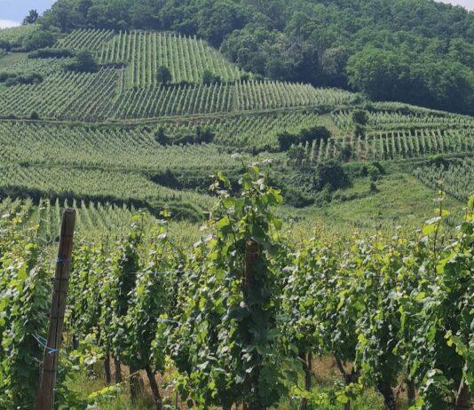 Agricoltura. Aumentano i vigneti in Emilia-Romagna, autorizzati dalla Regione oltre 520 nuovi ettari coltivati e accolte quasi 3mila domande