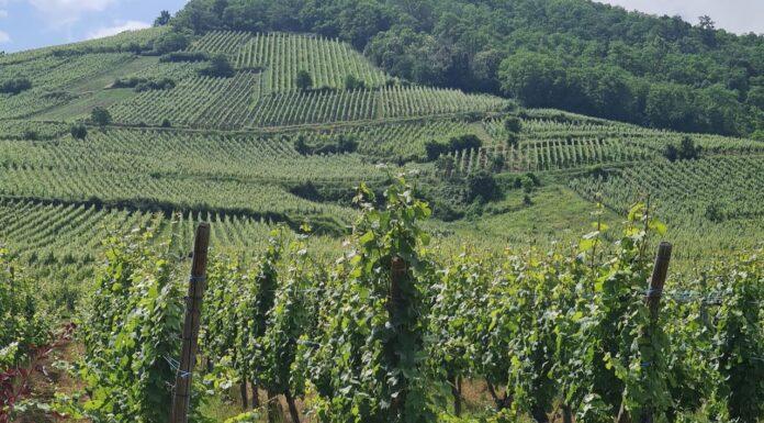 Agricoltura. Aumentano i vigneti in Emilia-Romagna, autorizzati dalla Regione oltre 520 nuovi ettari coltivati e accolte quasi 3mila domande