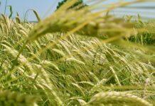 L’ABBATE (M5S): avvio commissione ‘grano duro’ punto di partenza per rilancio filiera