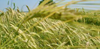 L’ABBATE (M5S): avvio commissione ‘grano duro’ punto di partenza per rilancio filiera