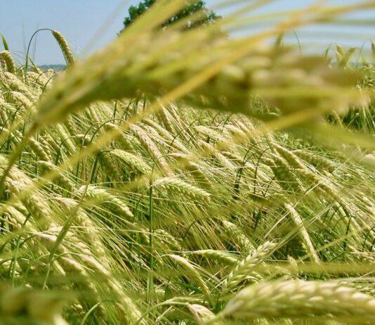 L’ABBATE (M5S): avvio commissione ‘grano duro’ punto di partenza per rilancio filiera