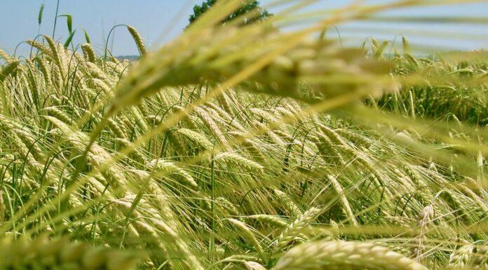 L’ABBATE (M5S): avvio commissione ‘grano duro’ punto di partenza per rilancio filiera