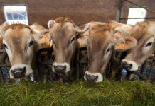 Lattiero Caseario: Burro e latte in forte ripresa-