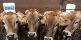 Lattiero Caseario: Burro e latte in forte ripresa-