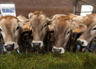 Lattiero Caseario: Burro e latte in forte ripresa-