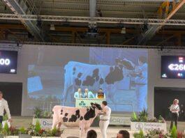 Lattiero Caseario: Formaggi stabili e flessione del burro