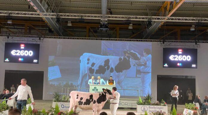 Lattiero Caseario: Prezzi stabili