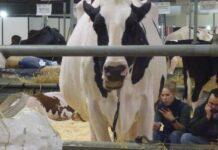 Lattiero Caseario: Grana Padano, primi segnali di ripresa