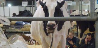 Lattiero Caseario: Grana Padano, primi segnali di ripresa