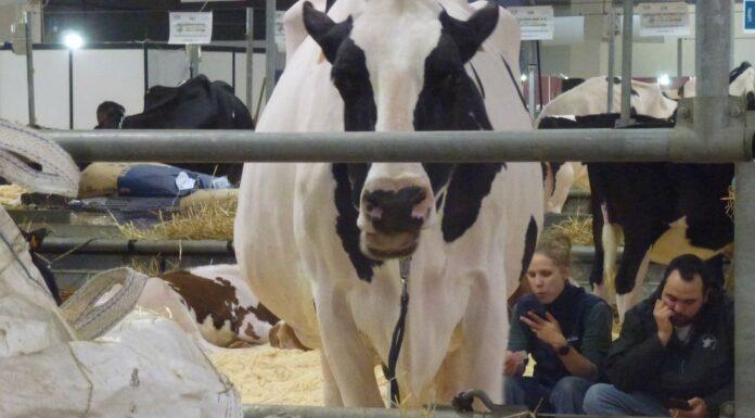 Lattiero Caseario: Grana Padano, primi segnali di ripresa
