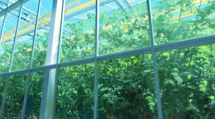 H2ORTO – Bontà Sostenibile