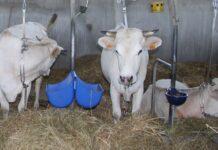 Lattiero Caseario: Formaggi DOP stabili