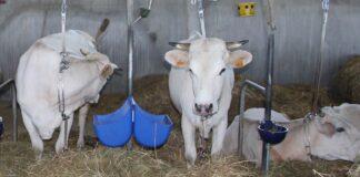 Lattiero Caseario: Formaggi DOP stabili