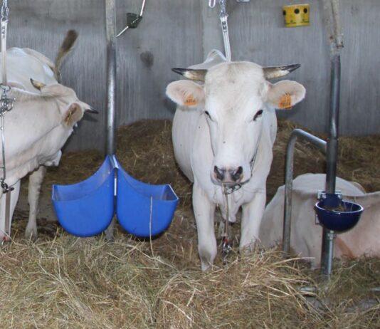 Lattiero Caseario: Formaggi DOP stabili