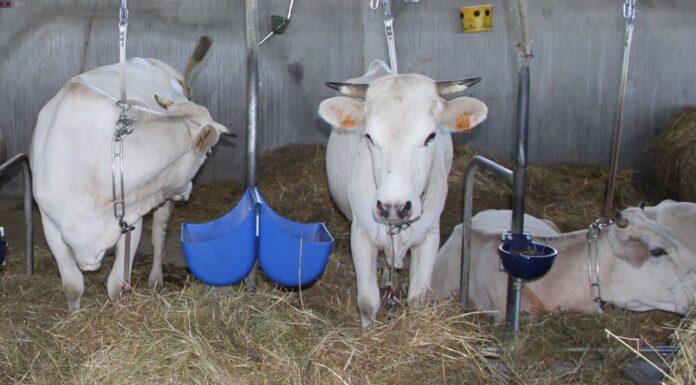 Lattiero Caseario: Formaggi DOP stabili