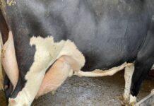 Lattiero Caseario: Frenata del Burro ma non del latte