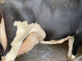Lattiero Caseario: Frenata del Burro ma non del latte