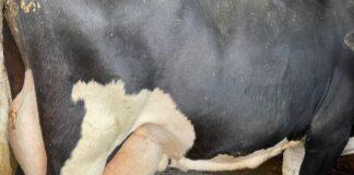 Lattiero Caseario: Frenata del Burro ma non del latte