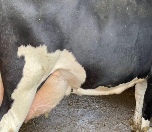 Lattiero Caseario: Frenata del Burro ma non del latte