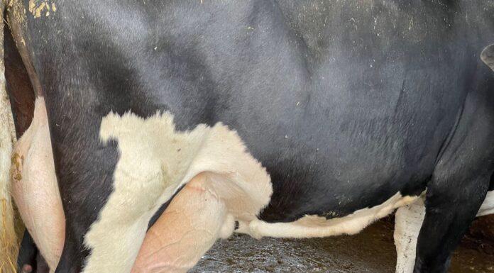 Lattiero Caseario: Frenata del Burro ma non del latte