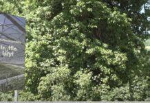 La tartuficoltura del futuro