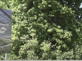 La tartuficoltura del futuro