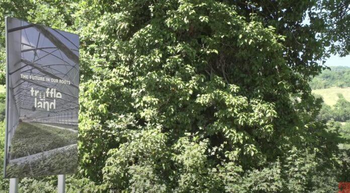 La tartuficoltura del futuro