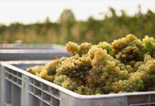 CANTINA LE MORETTE abbraccia ABEO, due eccellenze unite per i bambini