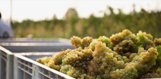 CANTINA LE MORETTE abbraccia ABEO, due eccellenze unite per i bambini