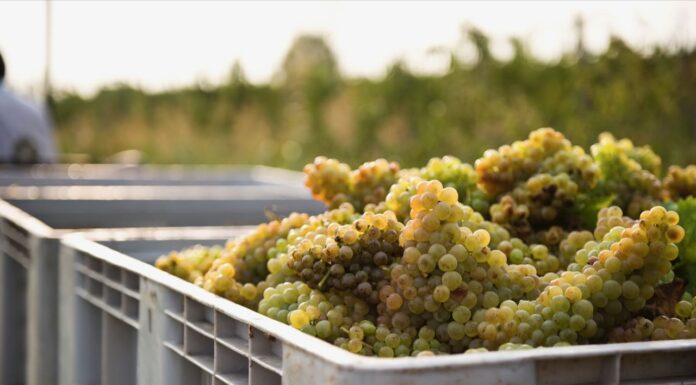 CANTINA LE MORETTE abbraccia ABEO, due eccellenze unite per i bambini