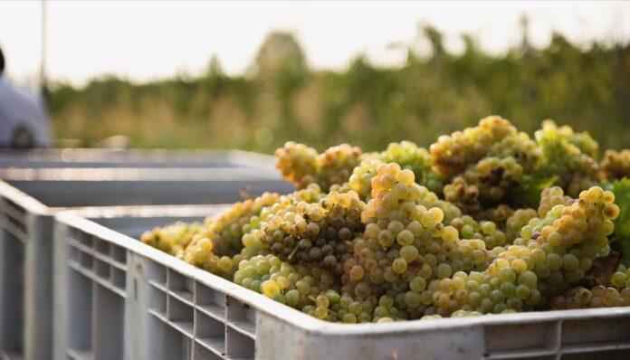 Vino Le Morette-DSC28481